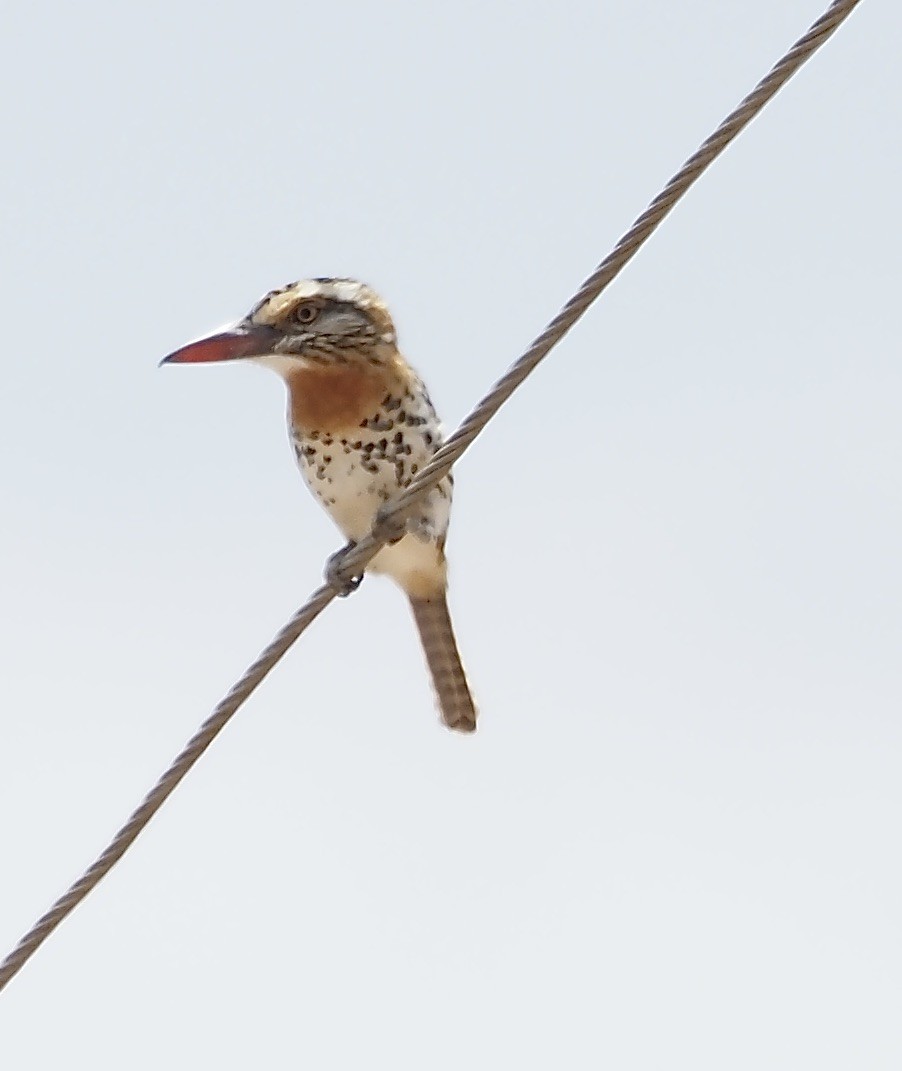 Spot-backed Puffbird - ML611318251