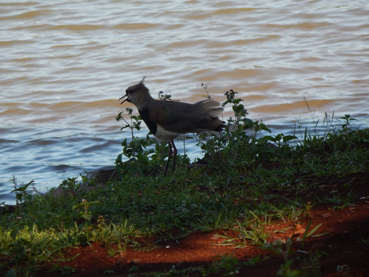 Southern Lapwing - ML611318295