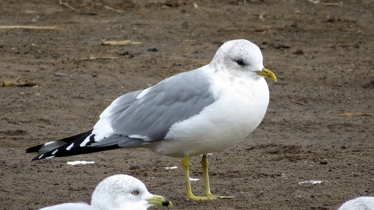 Short-billed Gull - ML611318332