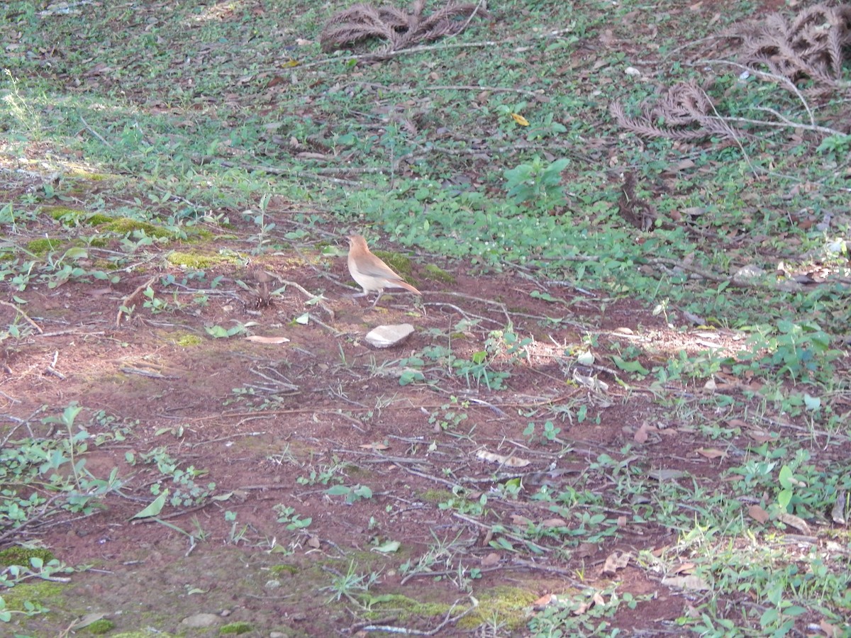 Pale-breasted Thrush - ML611318342
