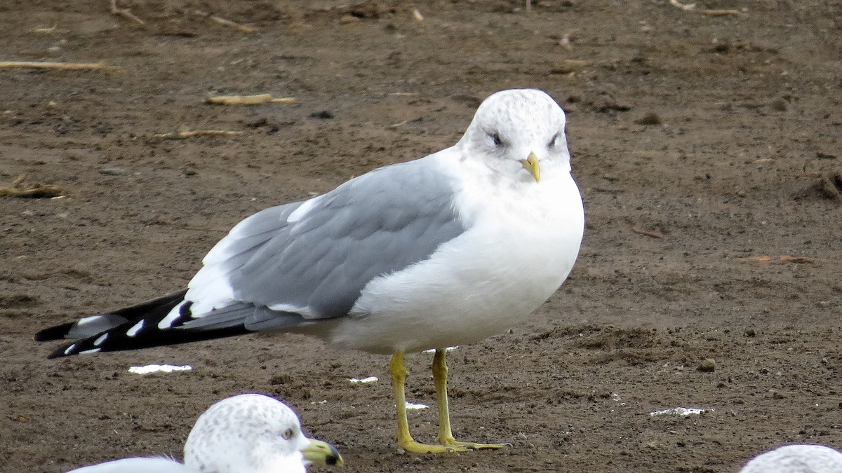 Short-billed Gull - ML611318343