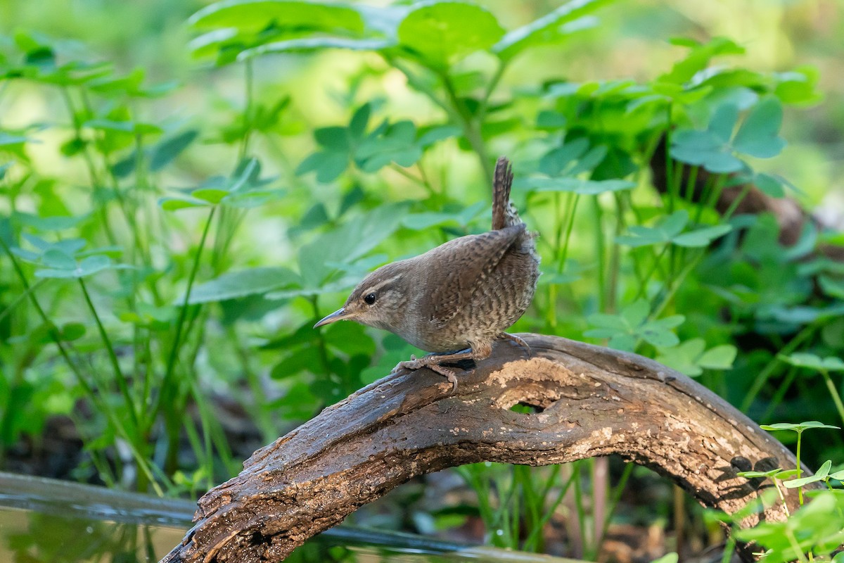 Eurasian Wren - Jonathan Perera