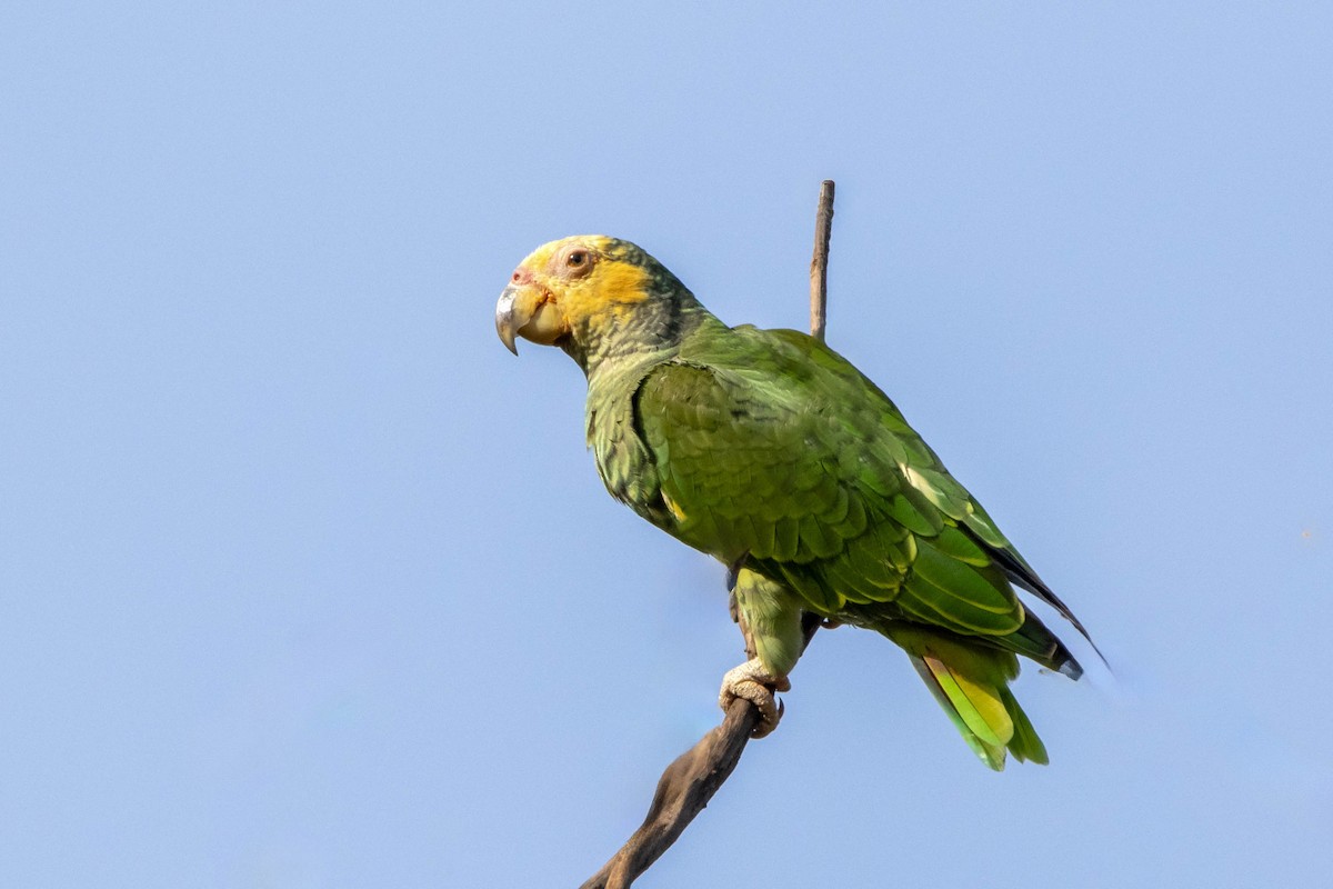 Yellow-faced Parrot - ML611318357