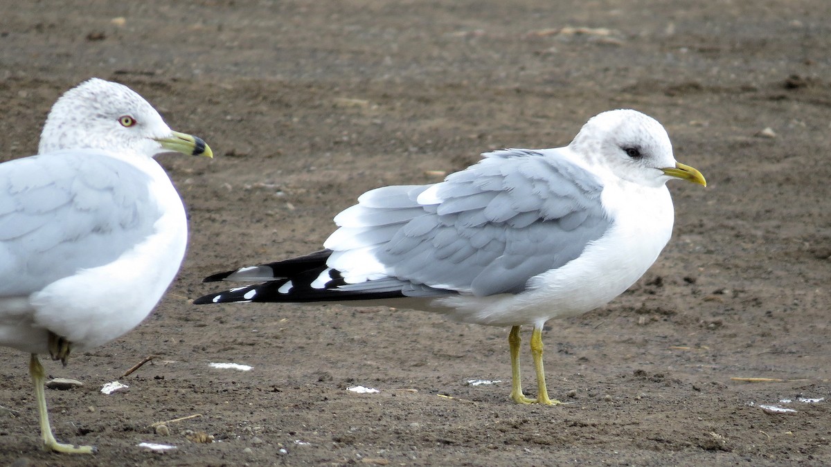 Short-billed Gull - ML611318364