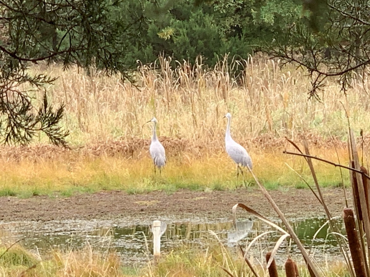 Sandhill Crane - Will Ueckermann