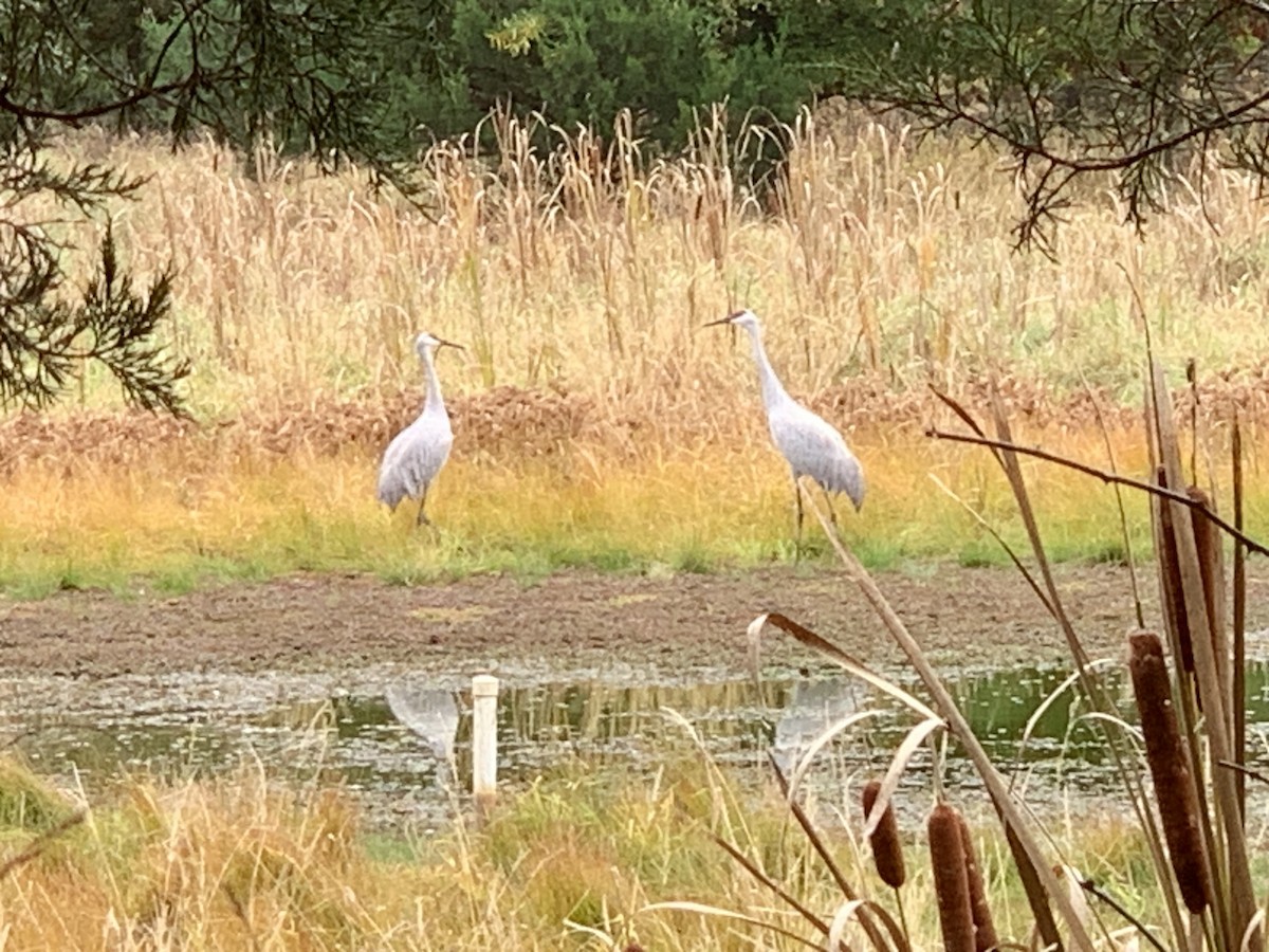 Sandhill Crane - Will Ueckermann