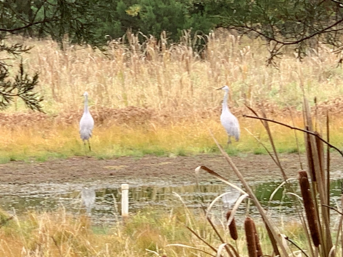 Sandhill Crane - ML611318373