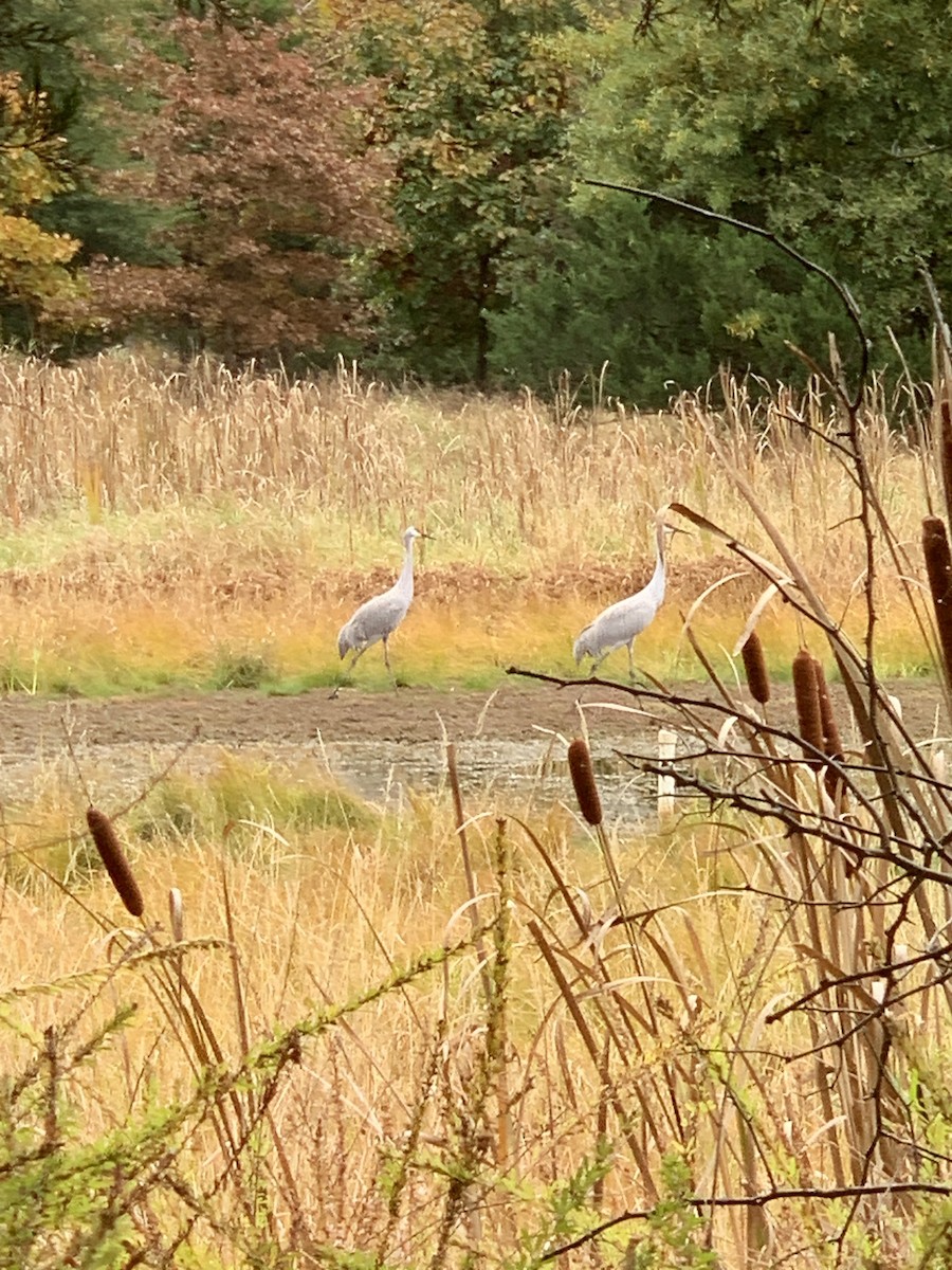 Sandhill Crane - ML611318374