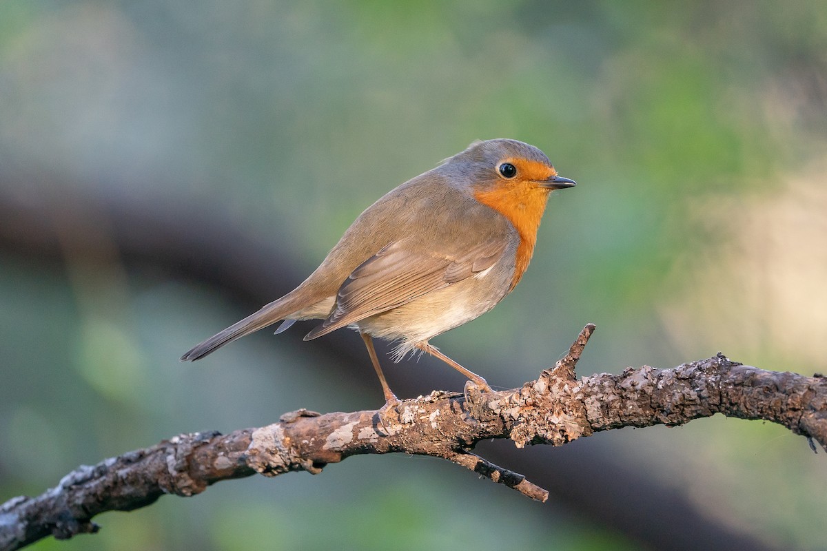 European Robin - Jonathan Perera