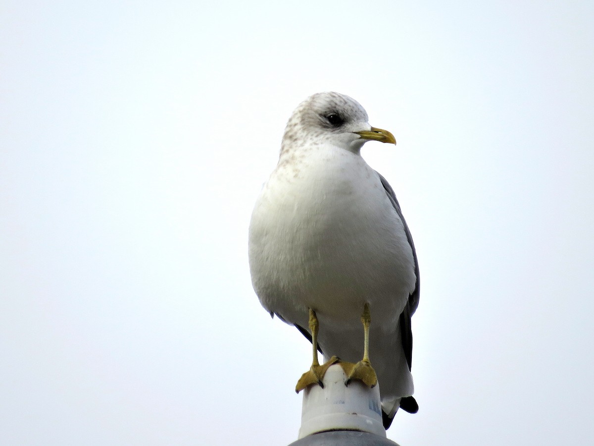 Short-billed Gull - ML611318385