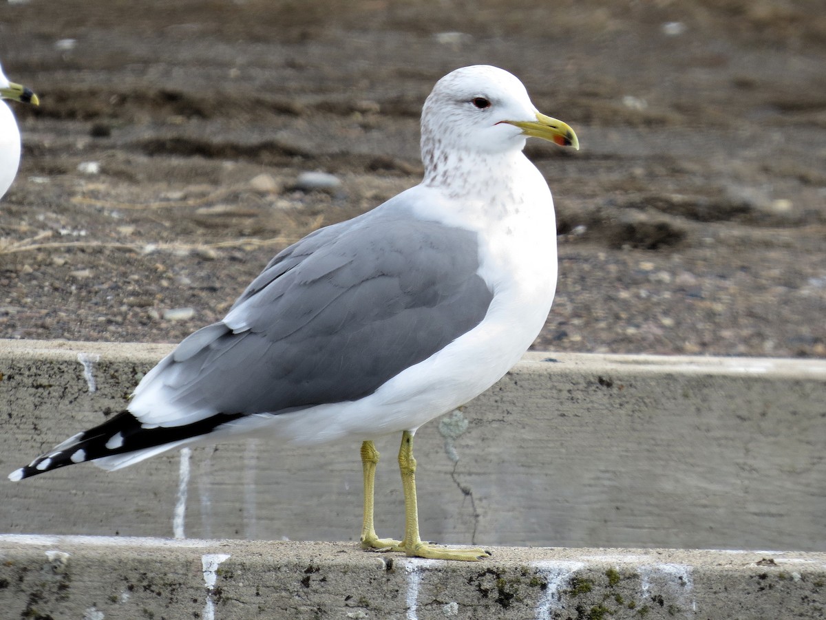 California Gull - ML611318424