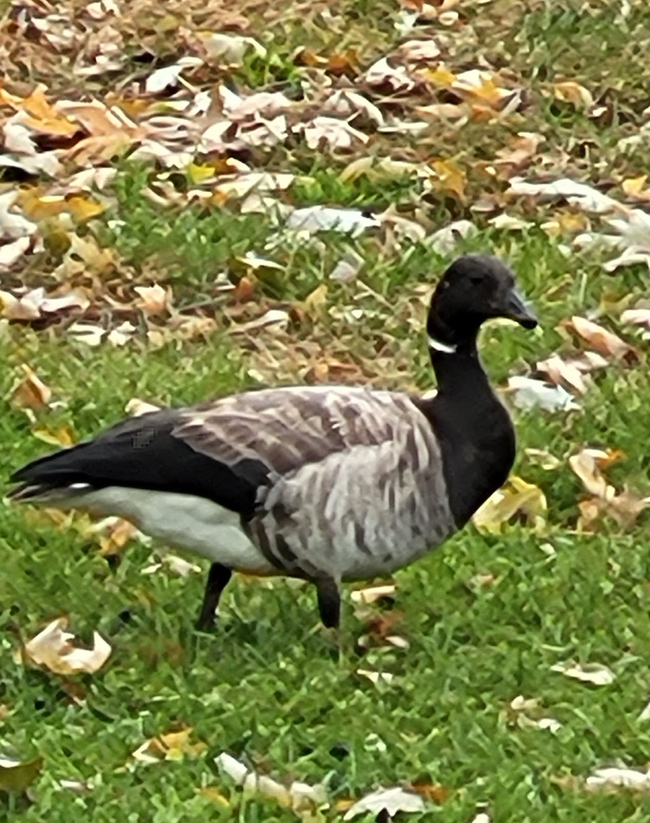 Brant - ML611318476