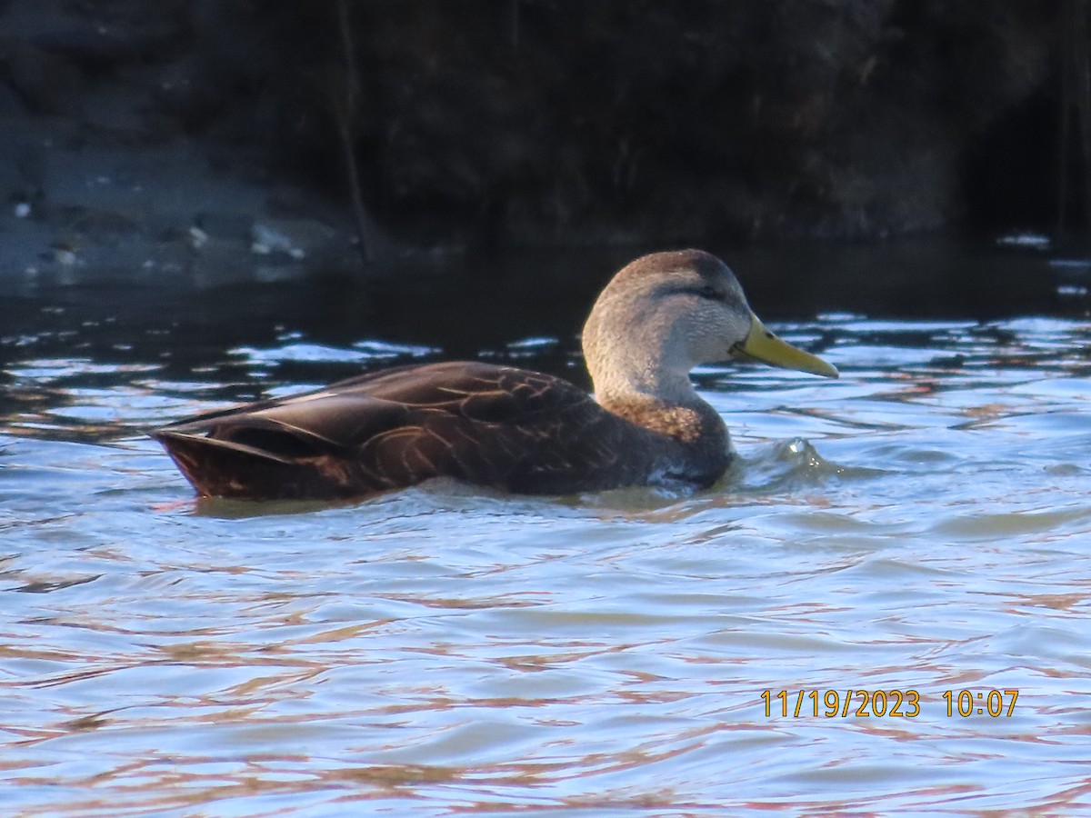 American Black Duck - kathy hart