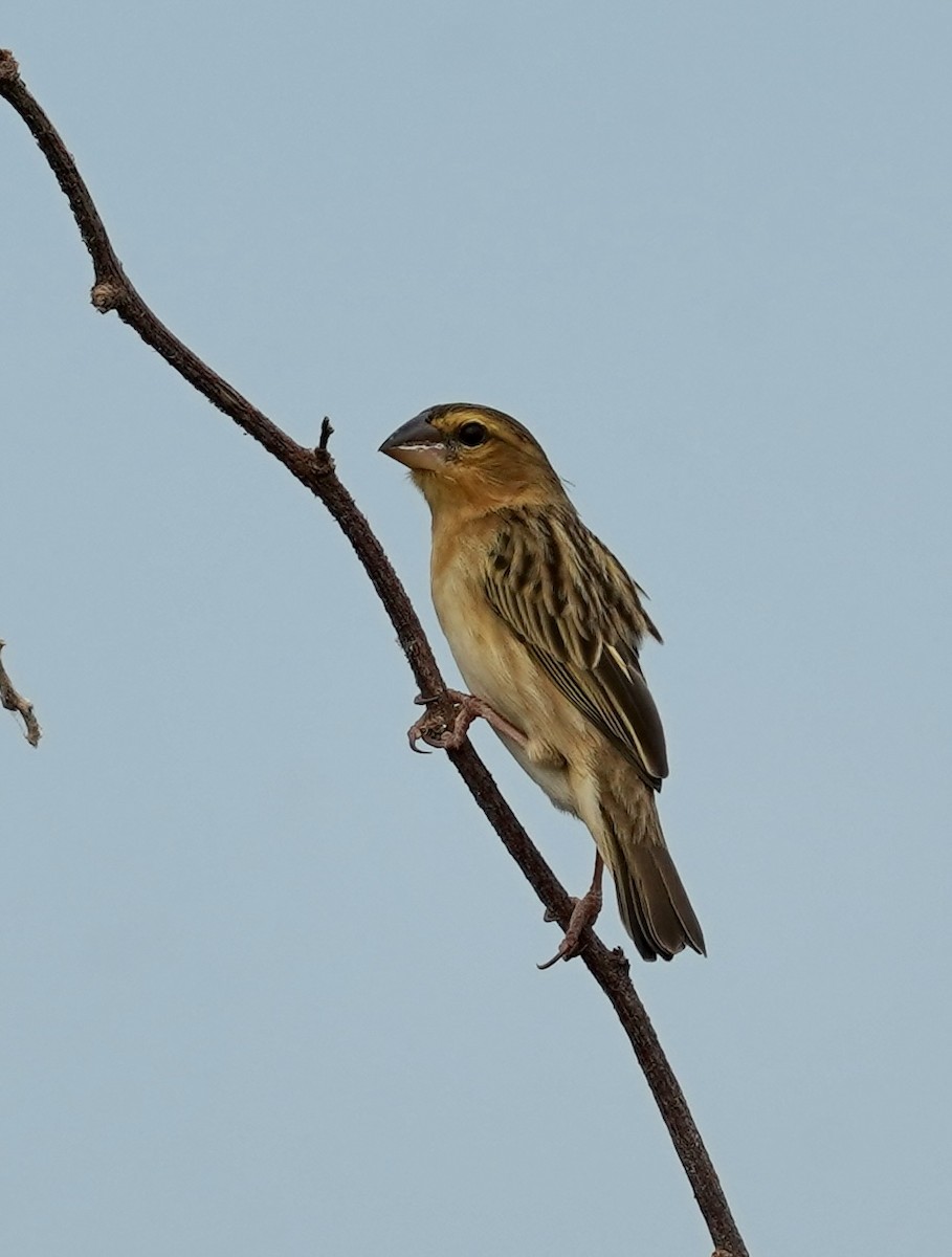 Asian Golden Weaver - ML611318596