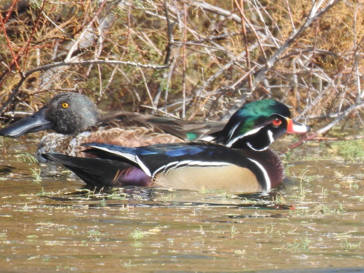 Canard branchu - ML611318629