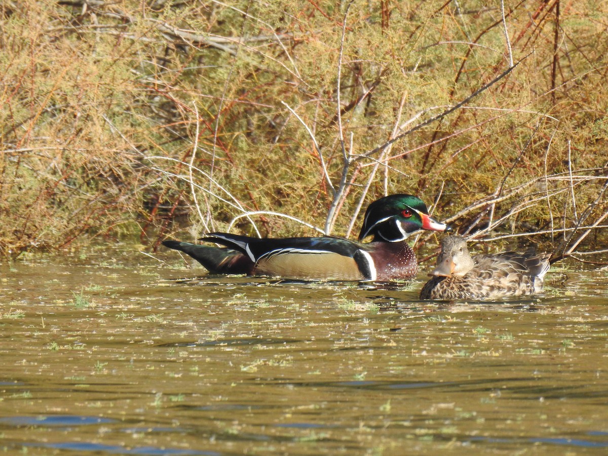 Canard branchu - ML611318635