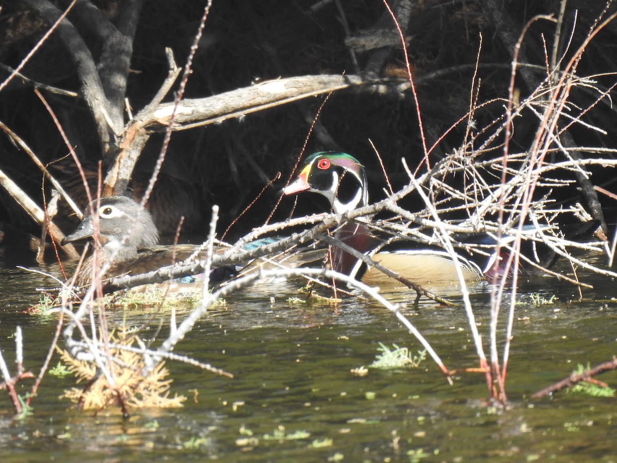 Canard branchu - ML611318638