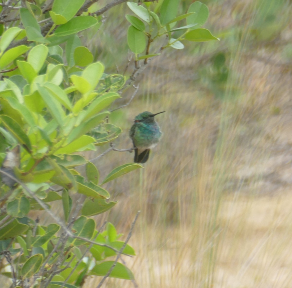 White-vented Violetear - ML611318649