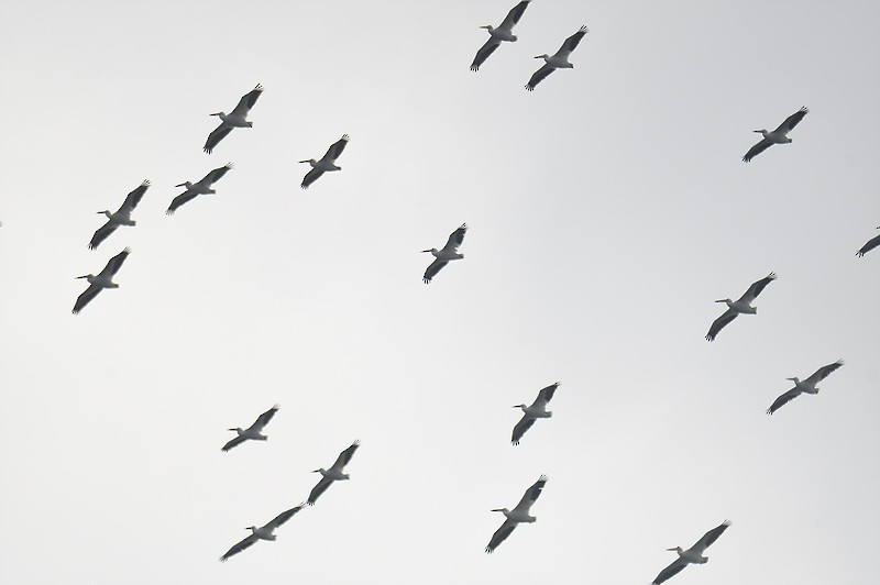 American White Pelican - Joseph Kennedy