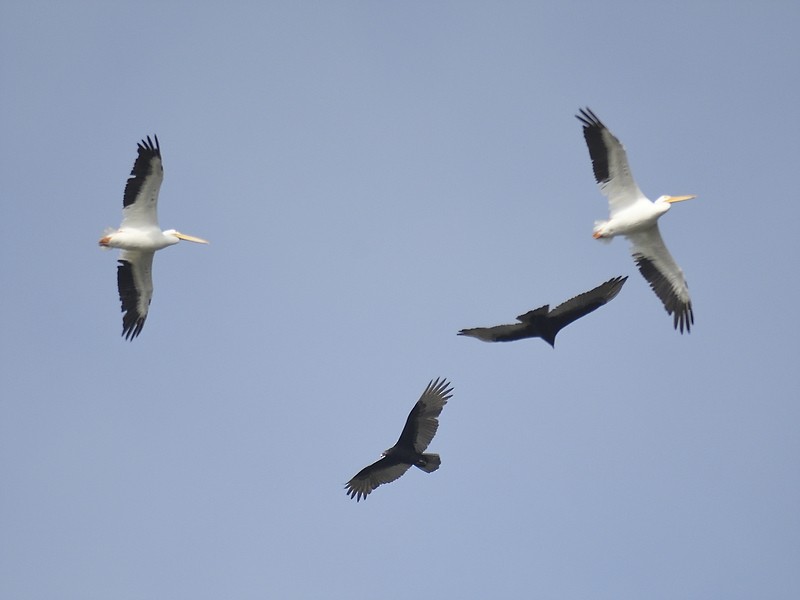 American White Pelican - ML611318752