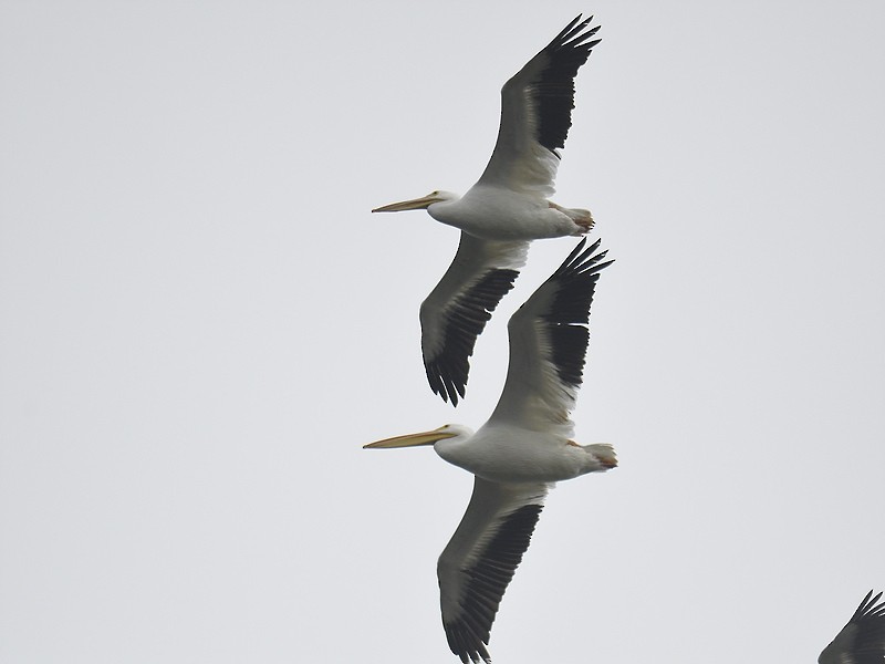 American White Pelican - ML611318754