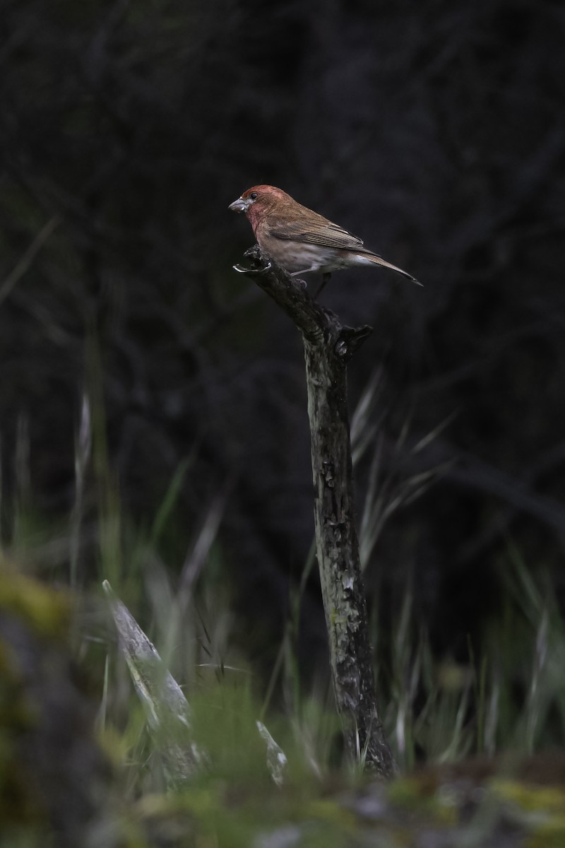 Purple Finch - ML611318766