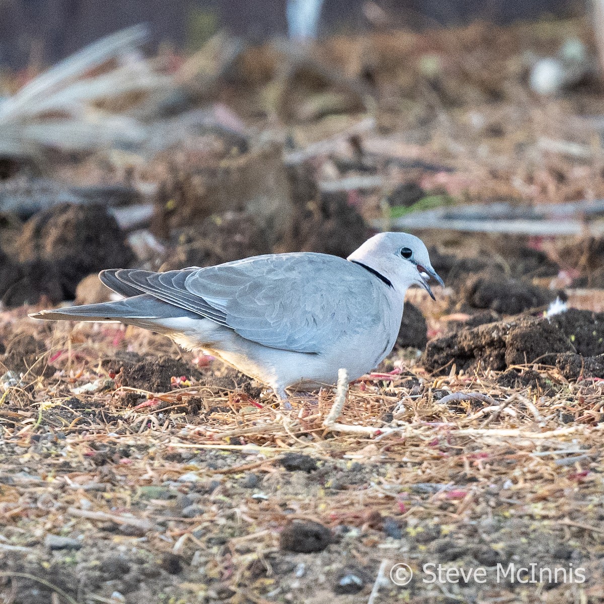 Ring-necked Dove - ML611318802