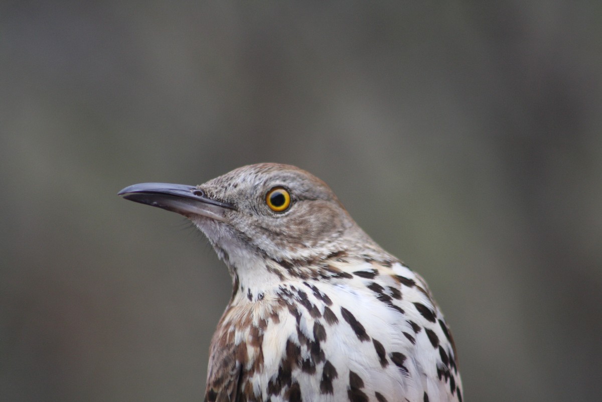 Brown Thrasher - Greg Lawrence