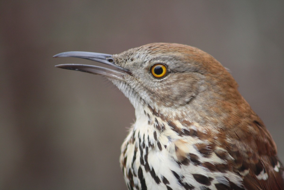 Brown Thrasher - ML611318809