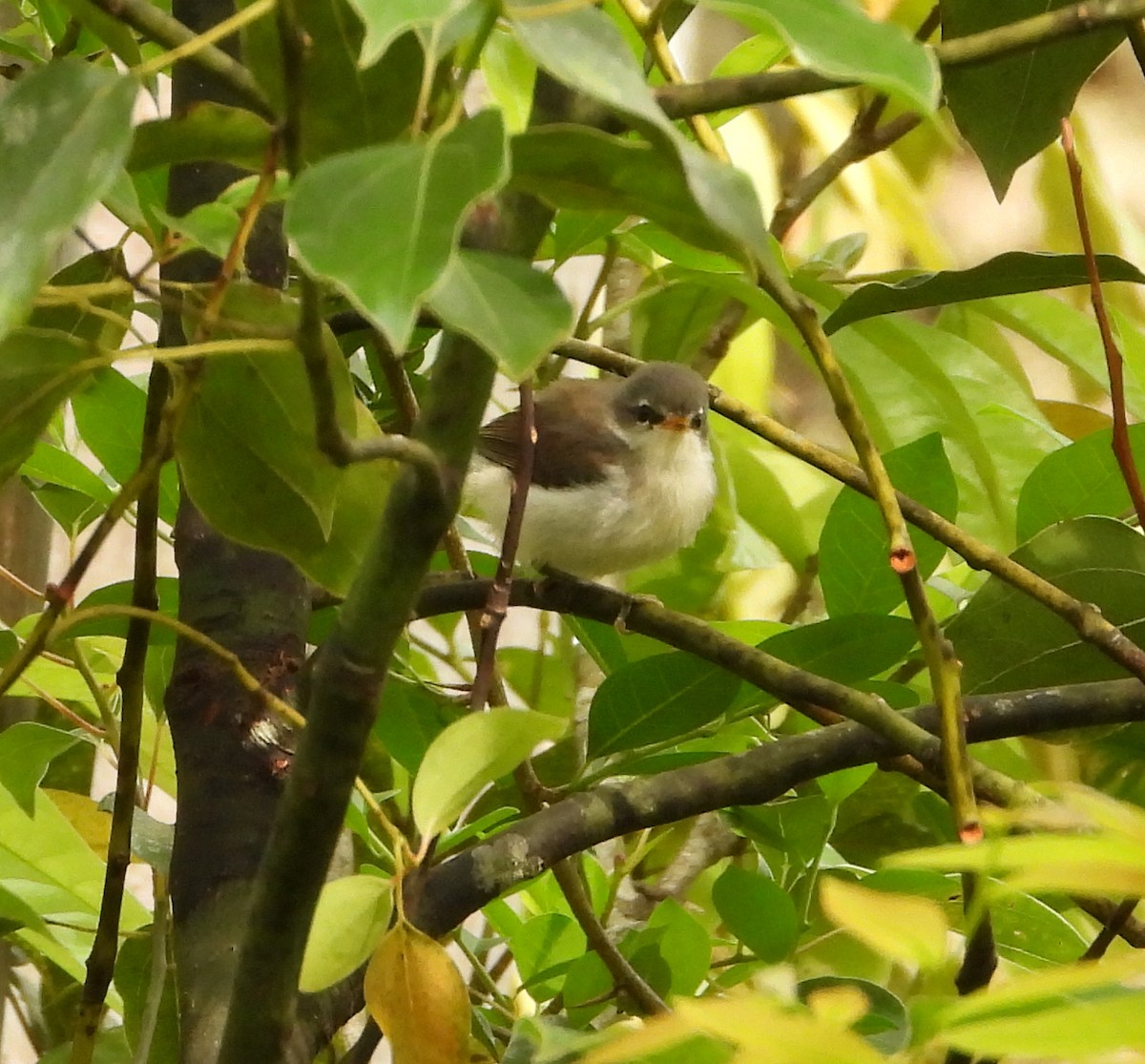 Brown Gerygone - Gary Graves