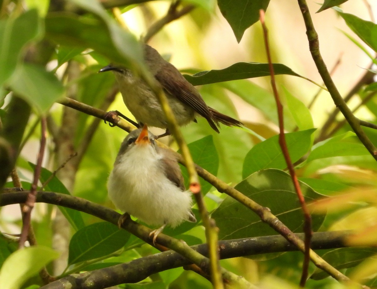 Brown Gerygone - Gary Graves