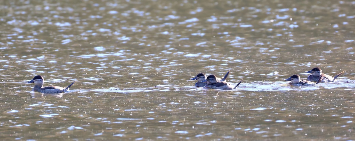 Ruddy Duck - ML611318843