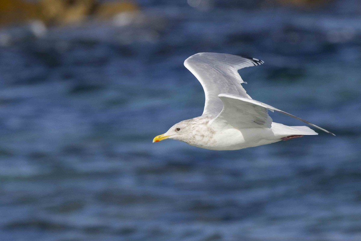 Iceland Gull (Thayer's) - ML611318889