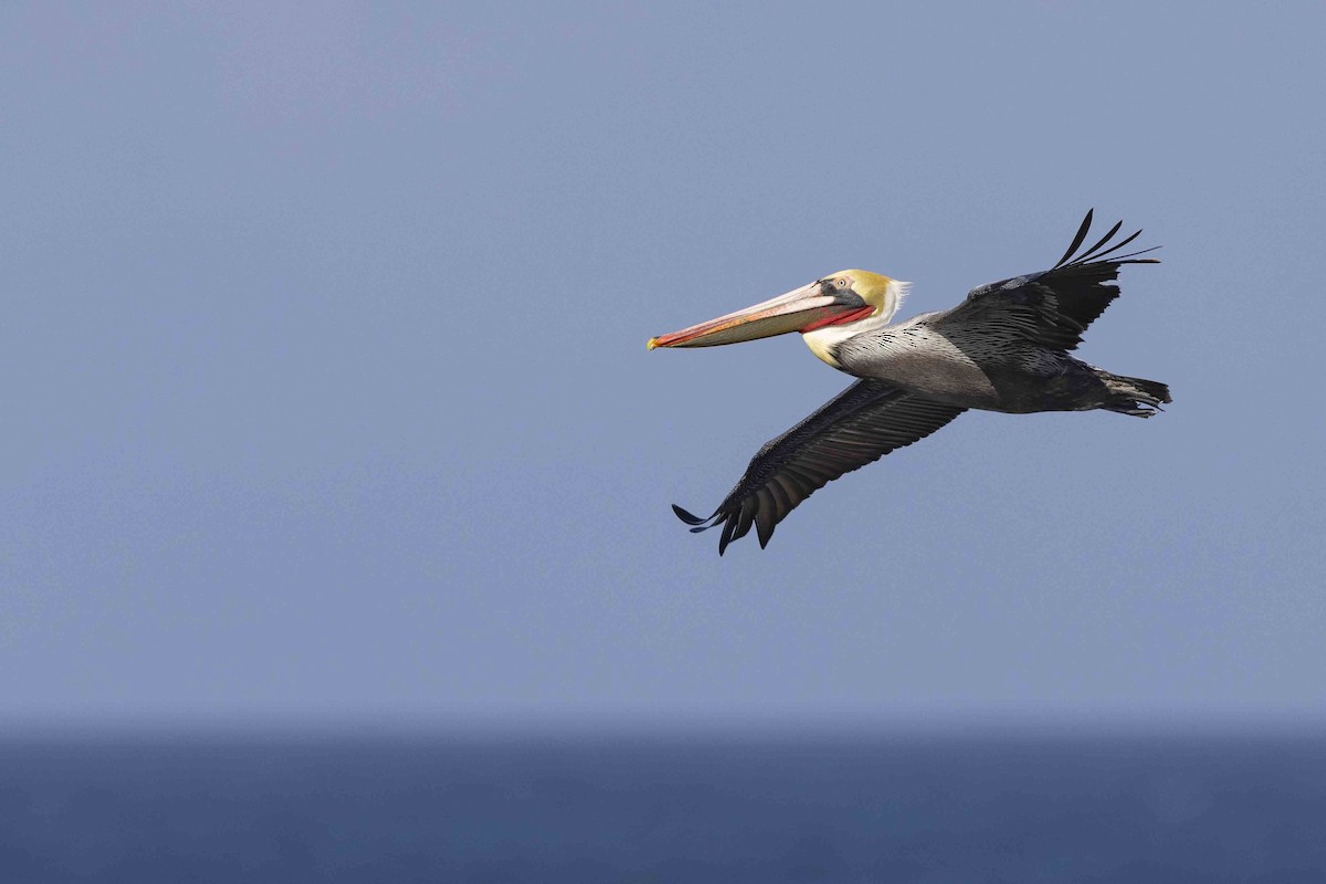 Brown Pelican (California) - ML611318903