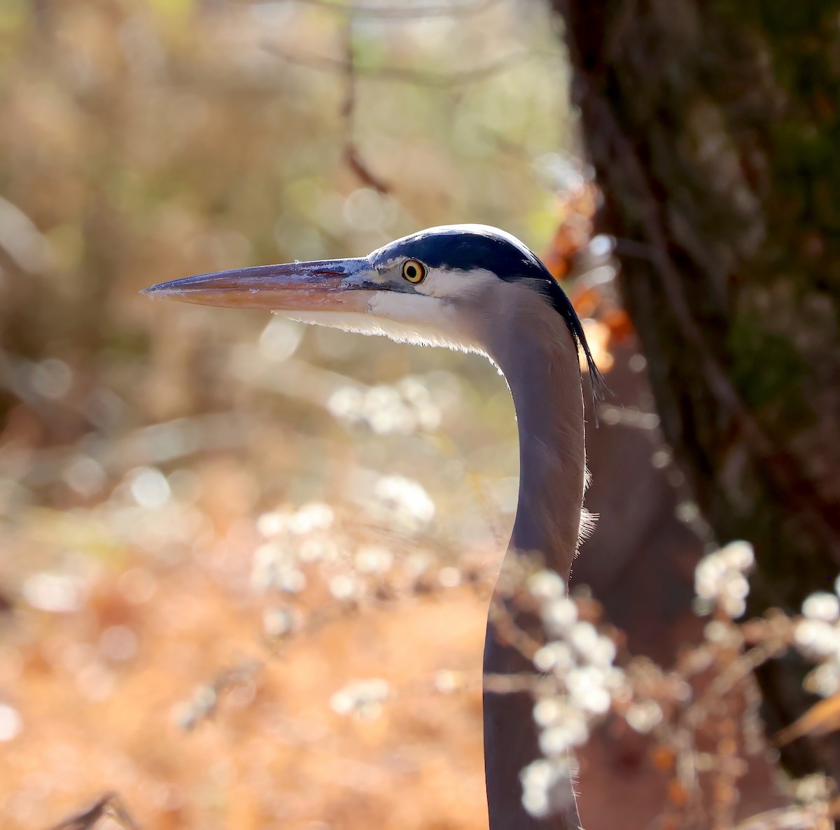 Great Blue Heron - ML611318922