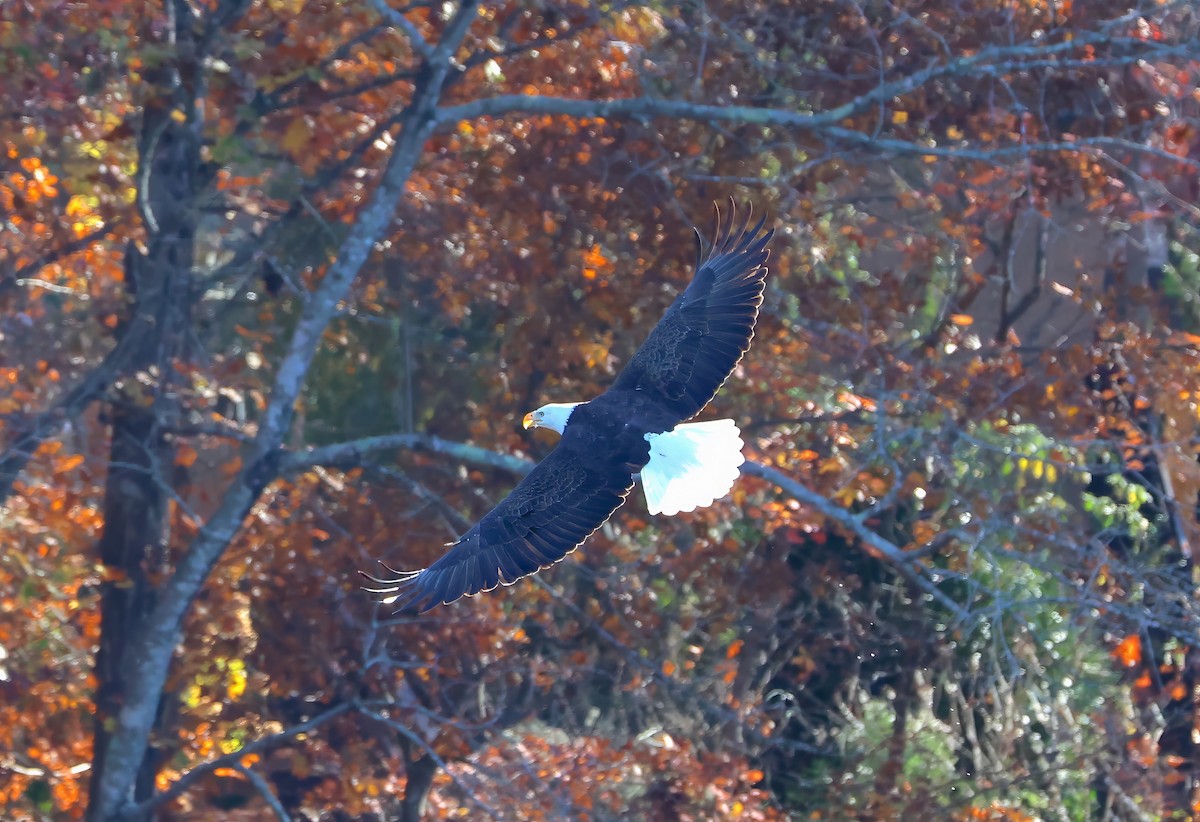 Bald Eagle - ML611318936