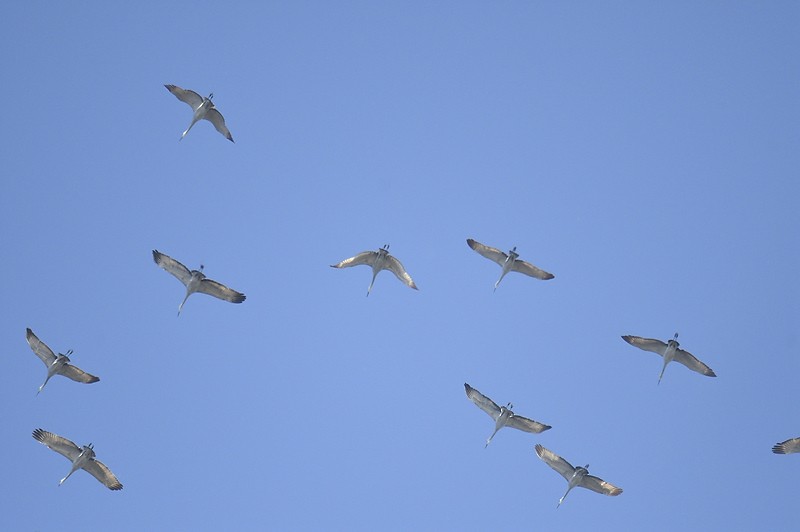 Sandhill Crane - Joseph Kennedy