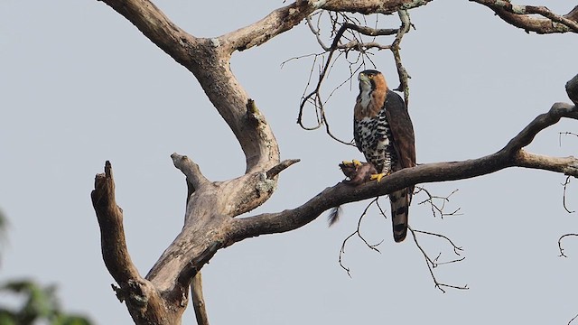 Ornate Hawk-Eagle - ML611319093