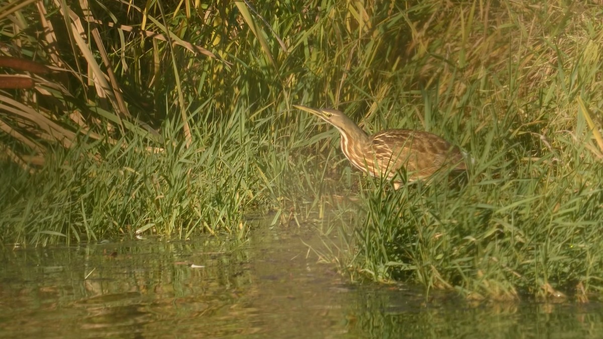American Bittern - ML611319101