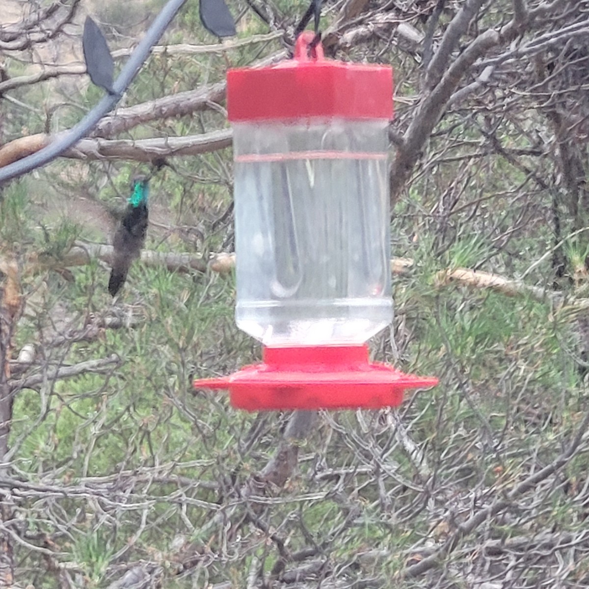 Colibrí Magnífico - ML611319199