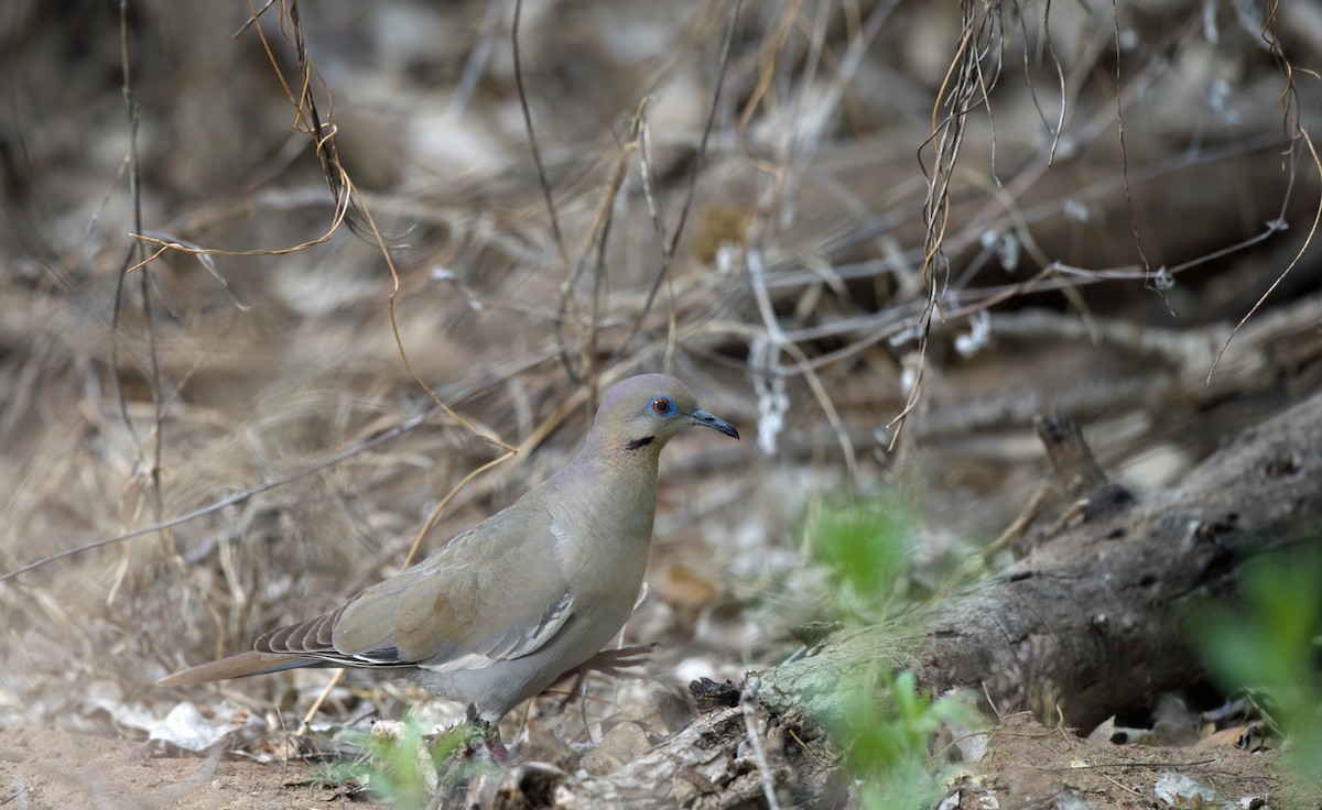 White-winged Dove - ML611319224