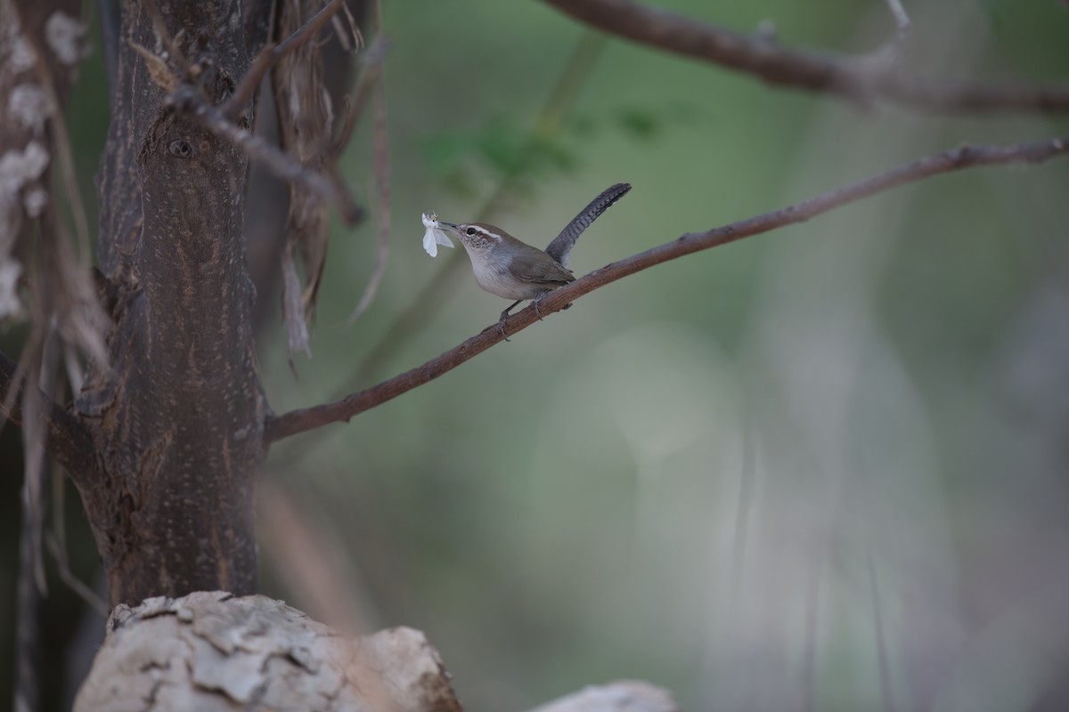 Bewick's Wren - ML611319265