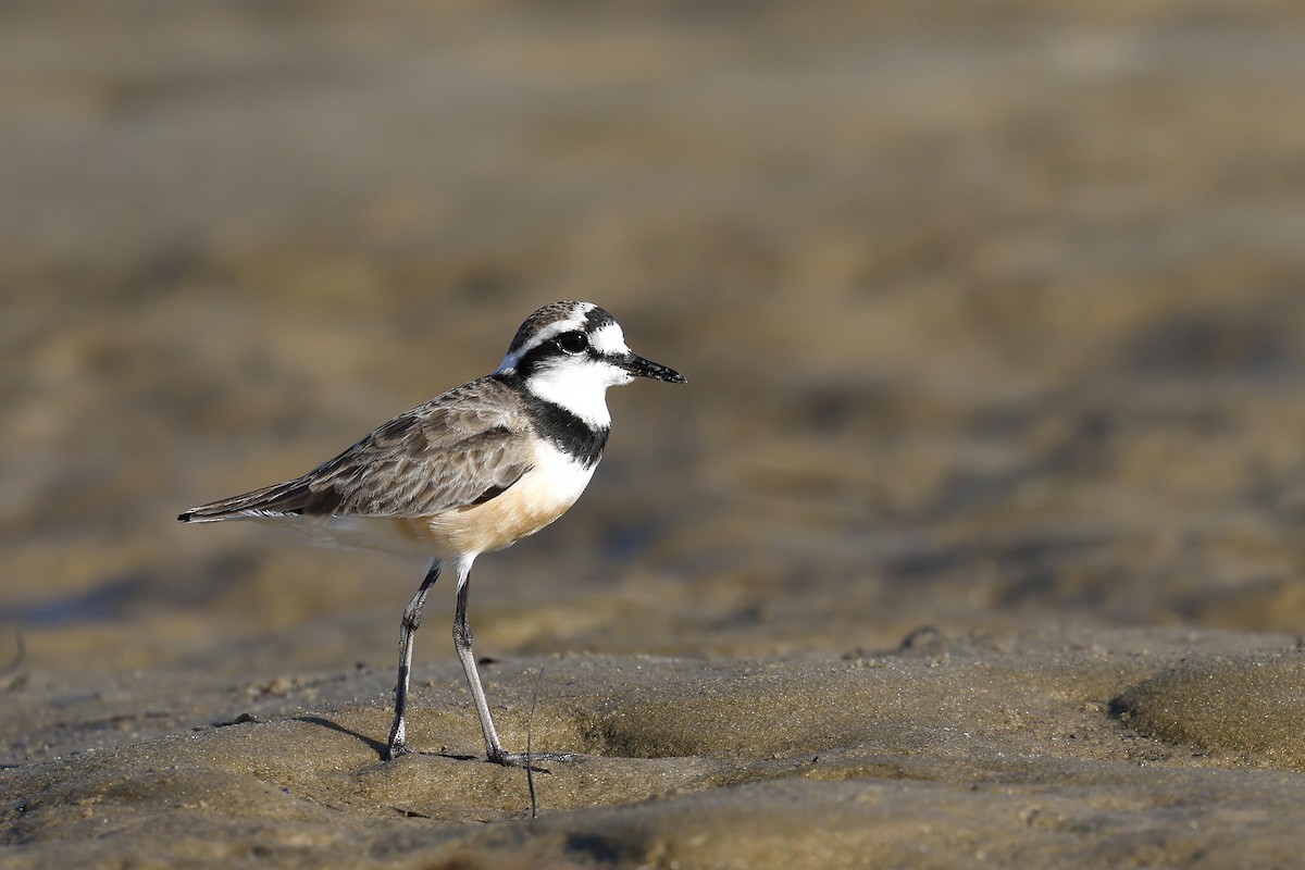 Madagascar Plover - Daniel Branch