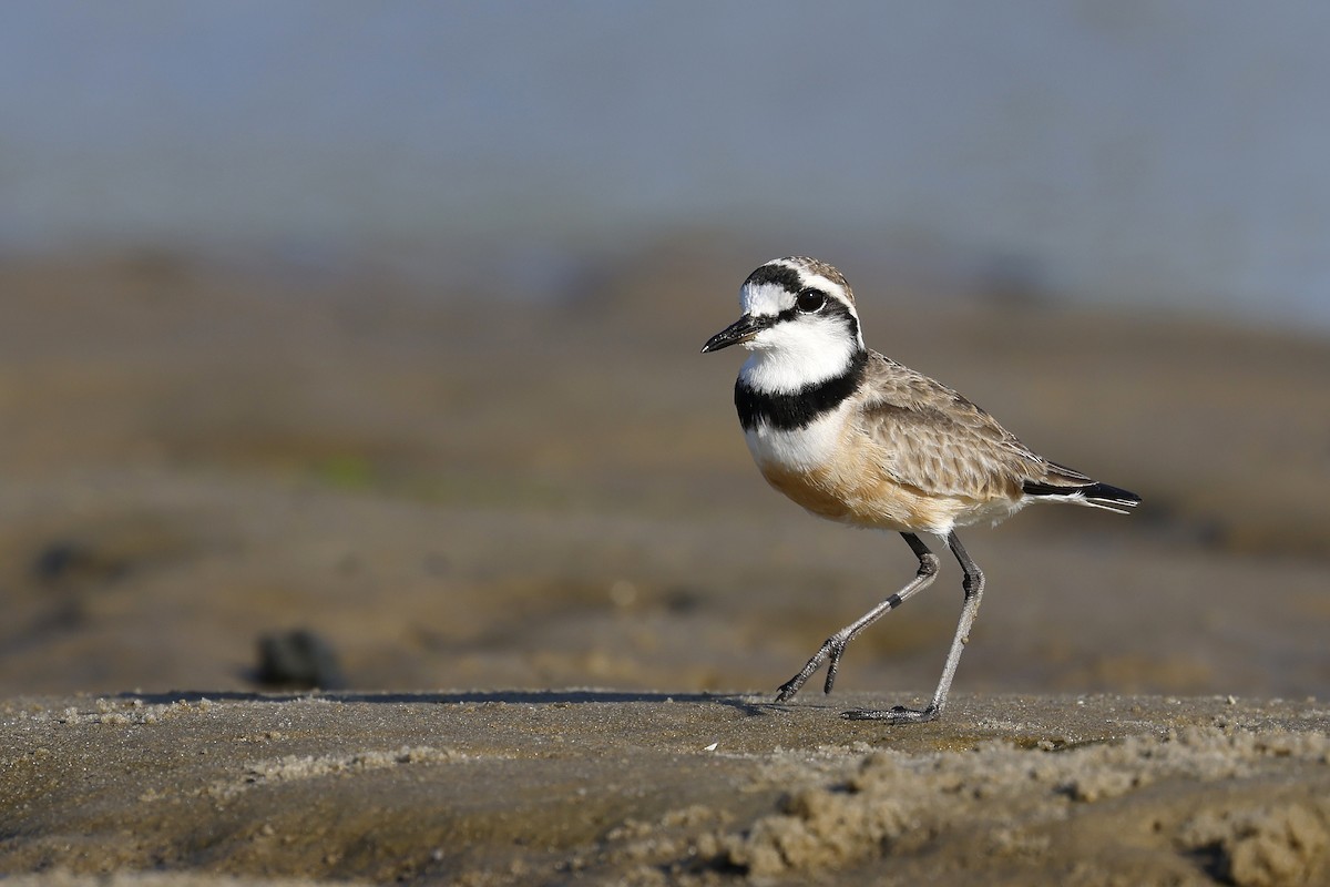 Madagascar Plover - Daniel Branch