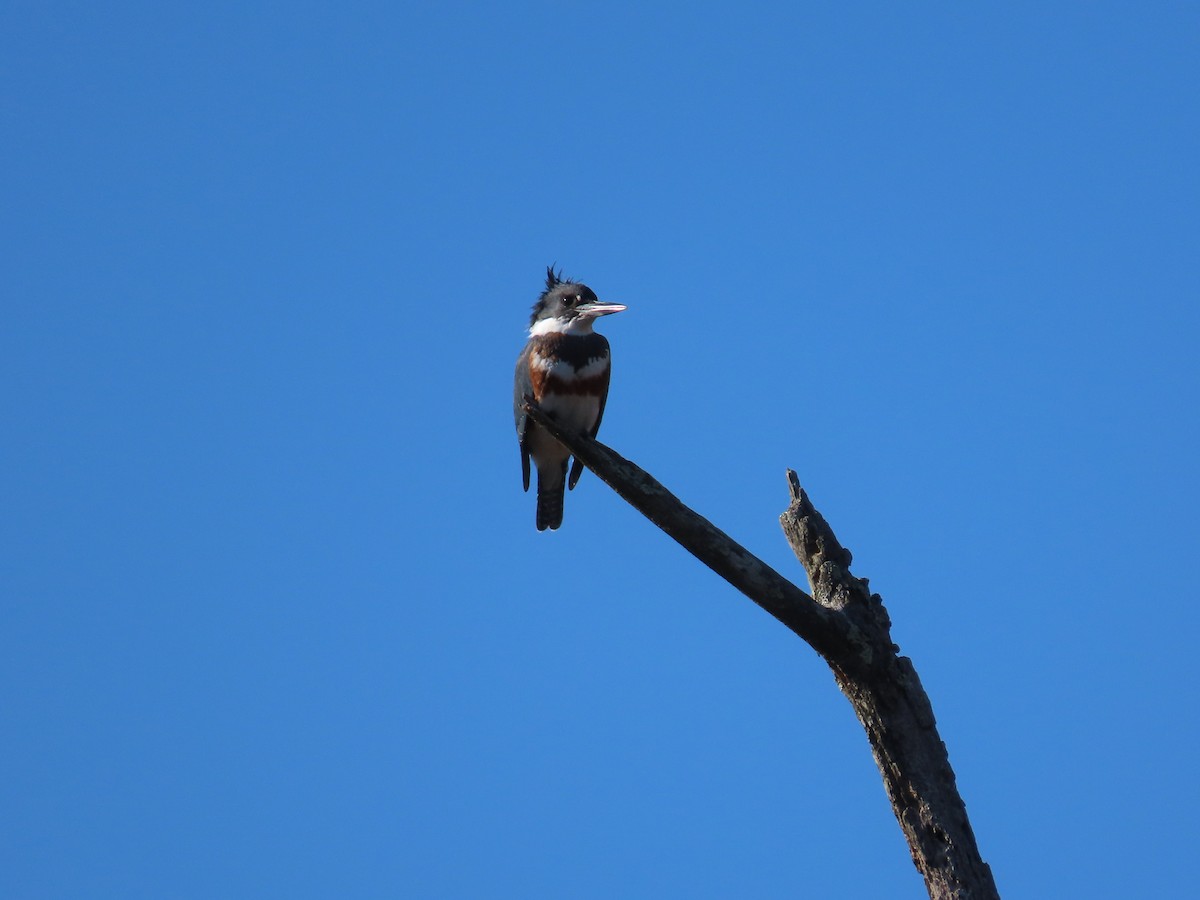 Belted Kingfisher - ML611319354