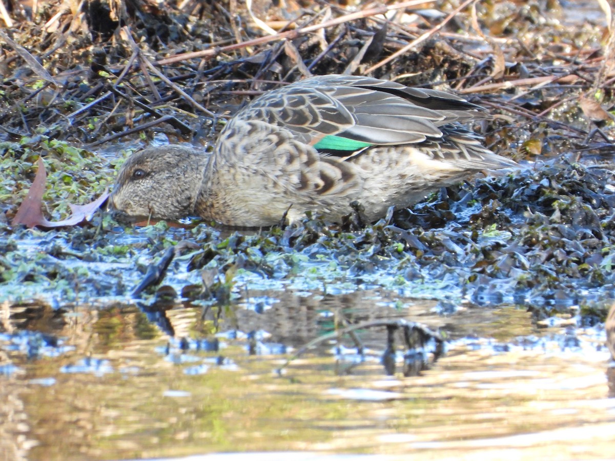 Ногоохон нугас - ML611319381