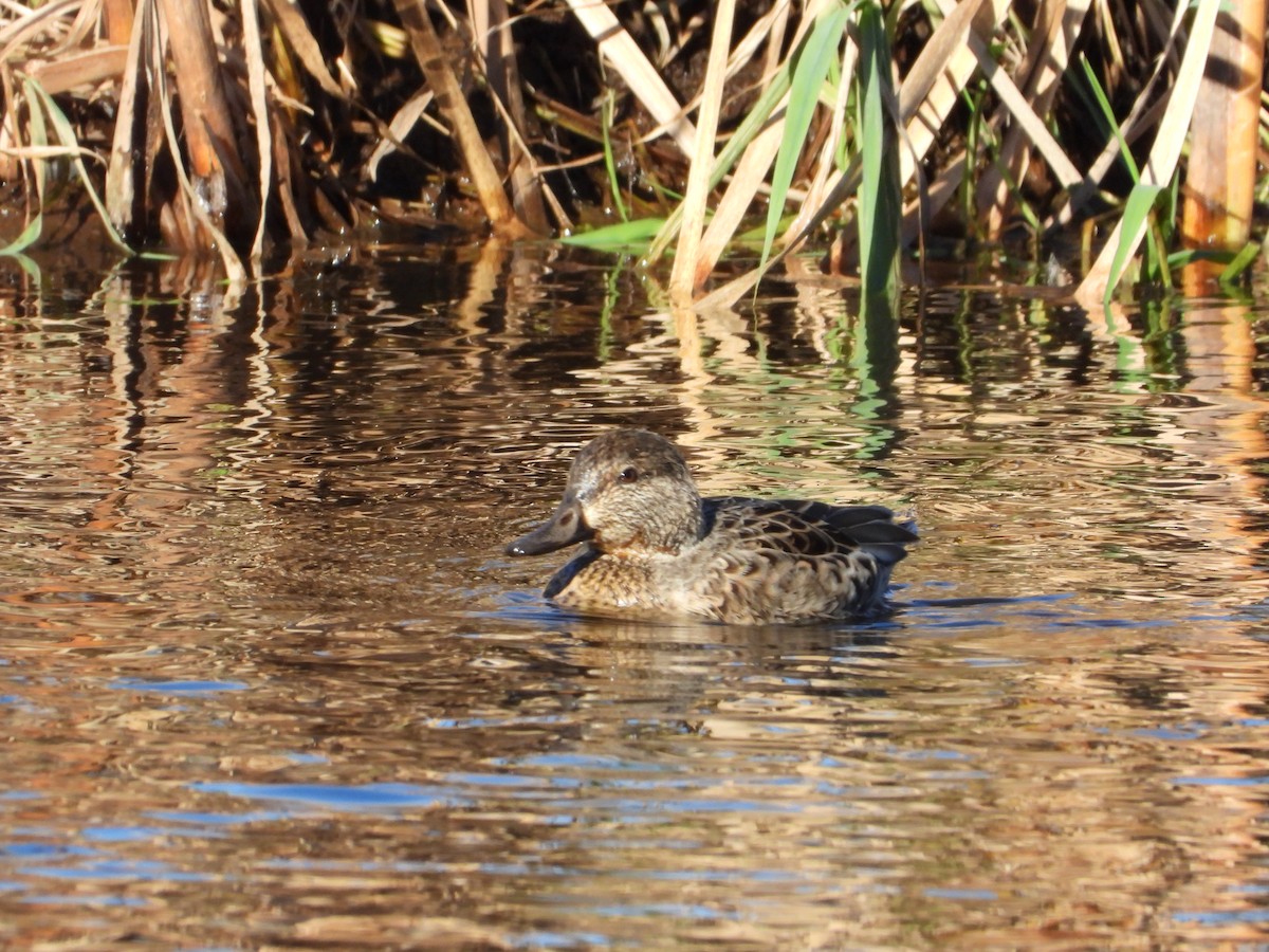 Ногоохон нугас - ML611319383