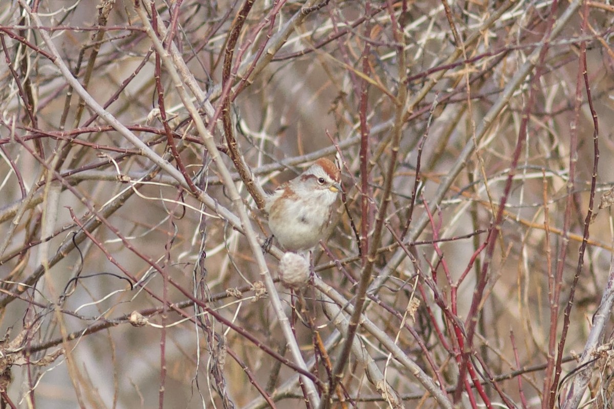 American Tree Sparrow - ML611319407