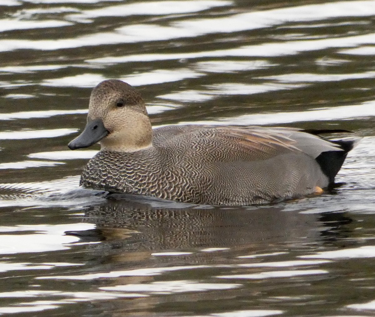 Canard chipeau - ML611319411