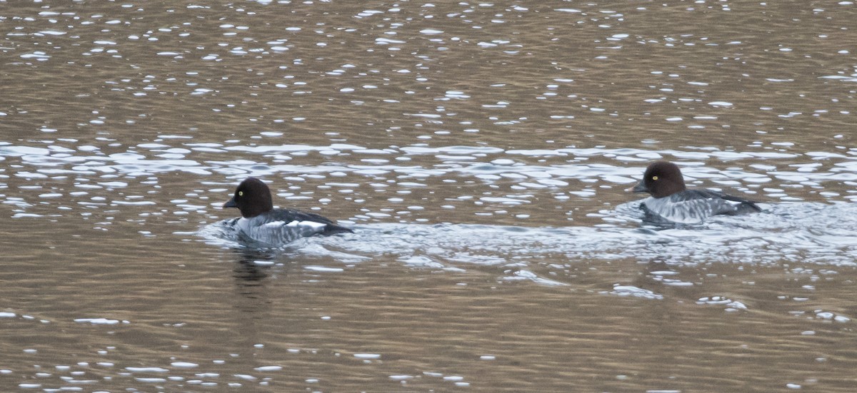 Common Goldeneye - ML611319442